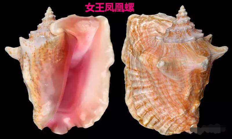 女王凤凰螺外壳.jpg