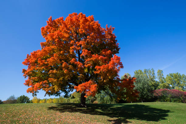 istockphoto-538992238-612x612 (1).jpg