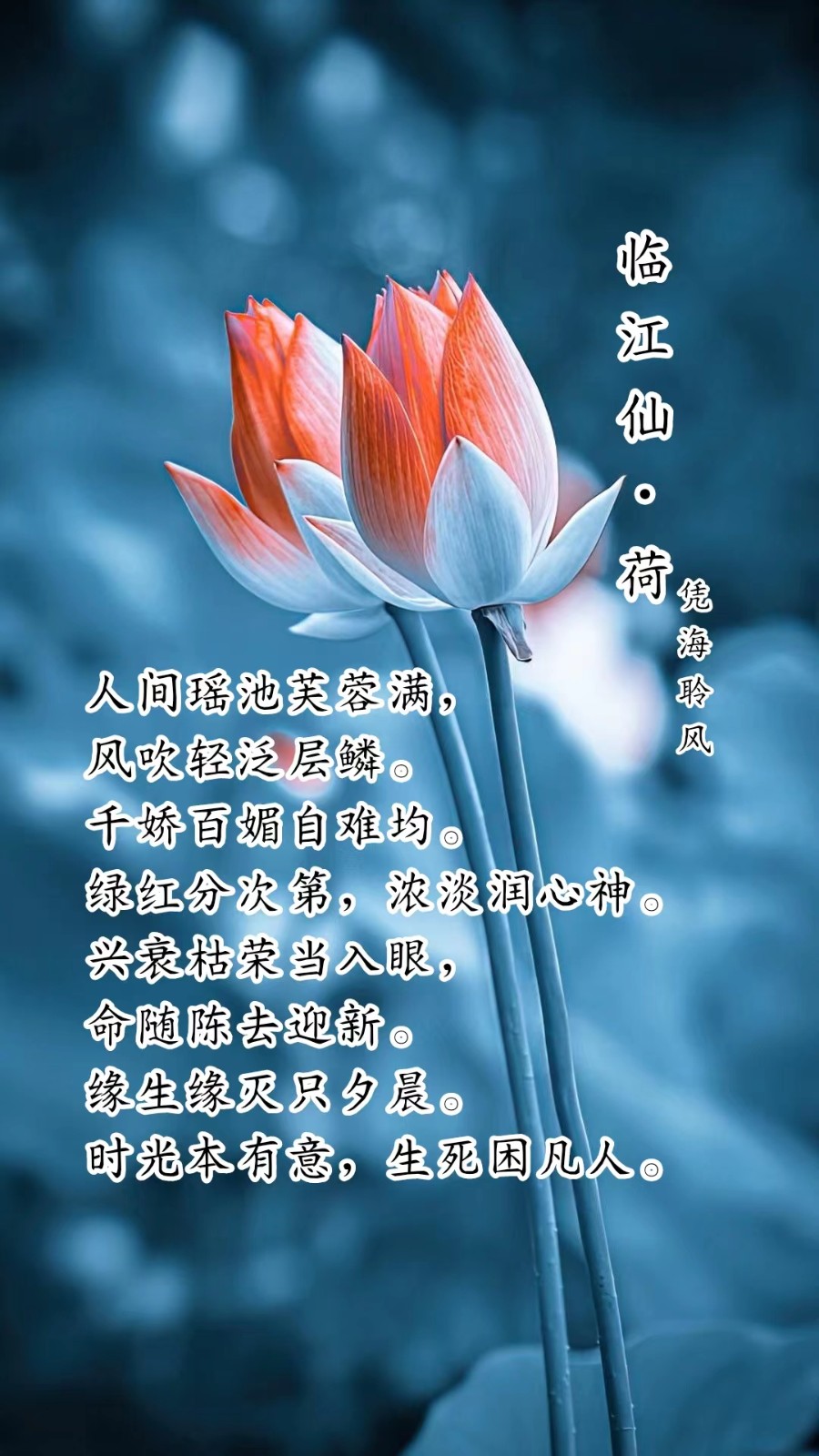 临江仙·荷.jpg