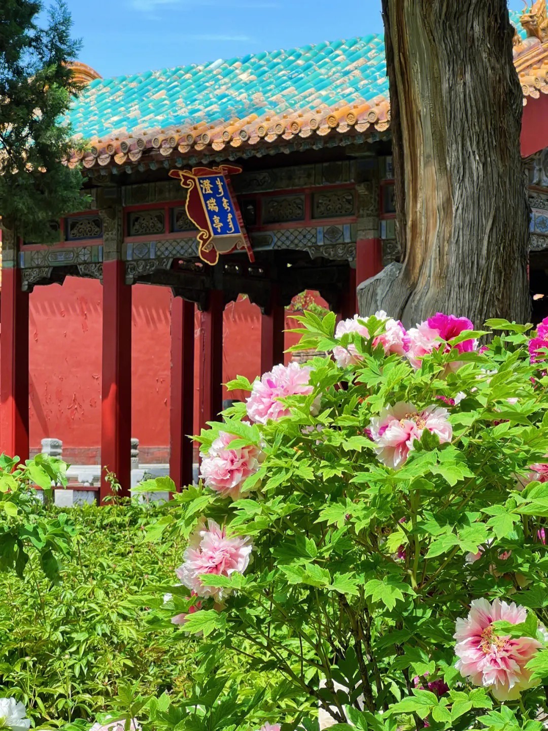 御花园565d96bfc29d_imageView2_2_w_1080_format_jpg&refer=http___safe-img.xhscdn.jpg