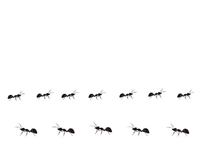 13-ant-01.jpg