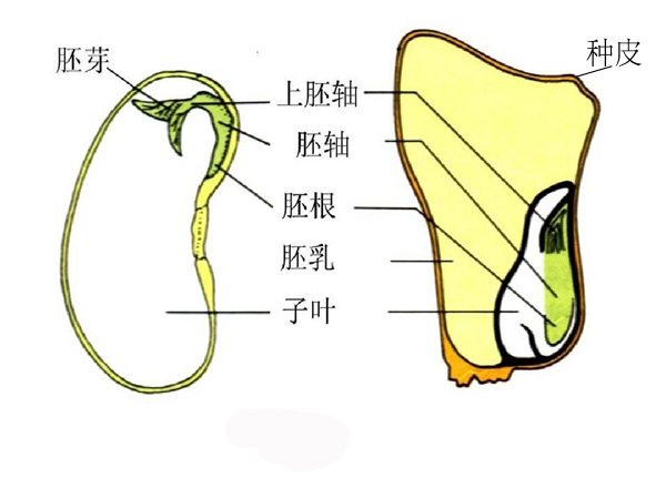 种子为什么会发芽1.jpg