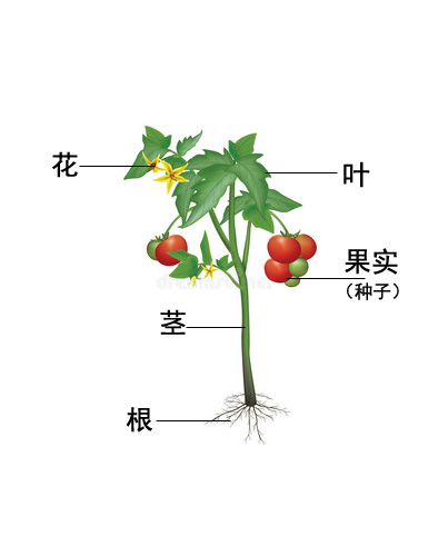 吃番茄皮的好处1.jpg