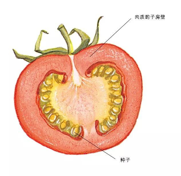 番茄的种子.jpeg