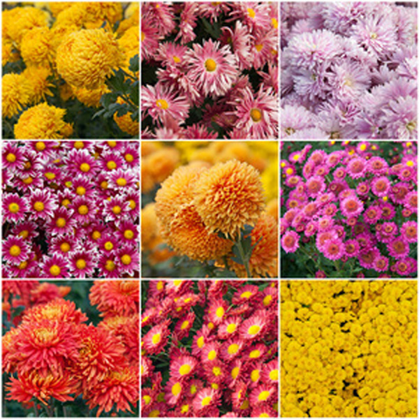 淡淡的小黄花1.jpg