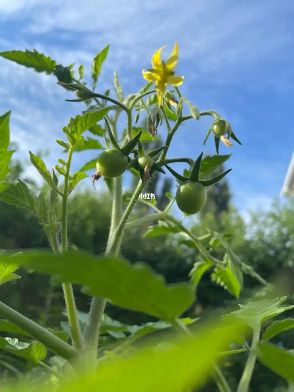 青色的小番茄.jpg