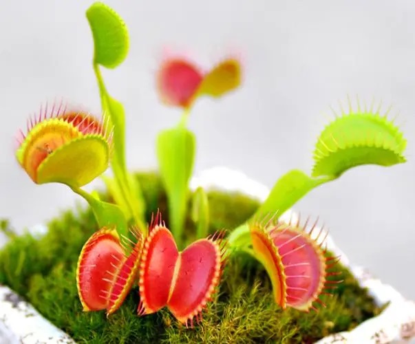 奇怪的植物0.jpg