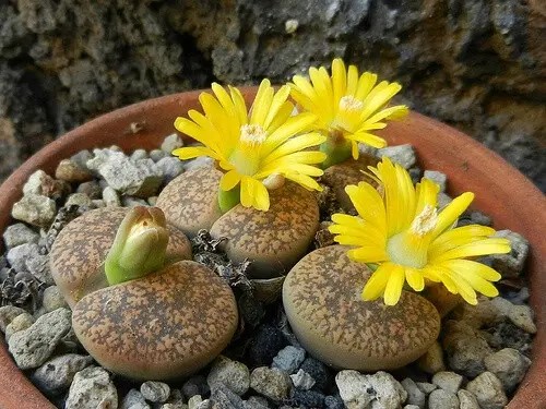 生石花1.jpg