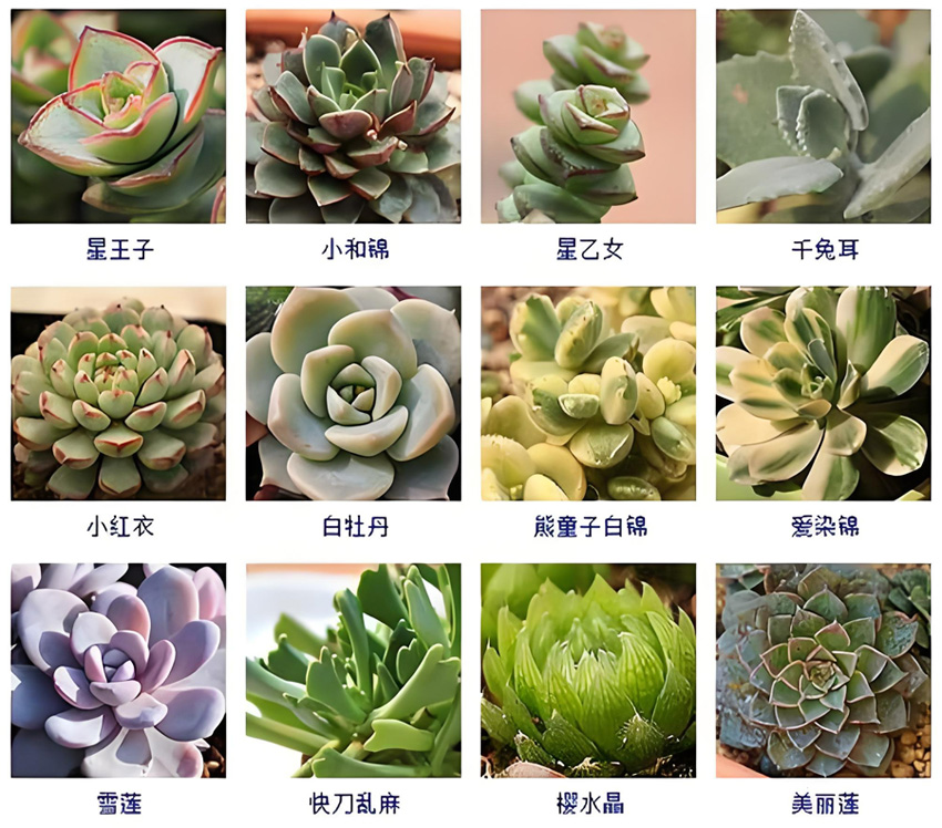 多肉植物大全.jpg