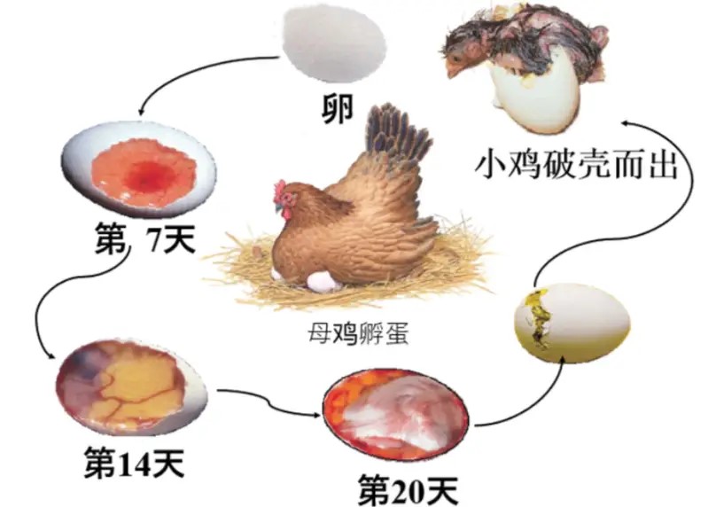 卵生1.jpg