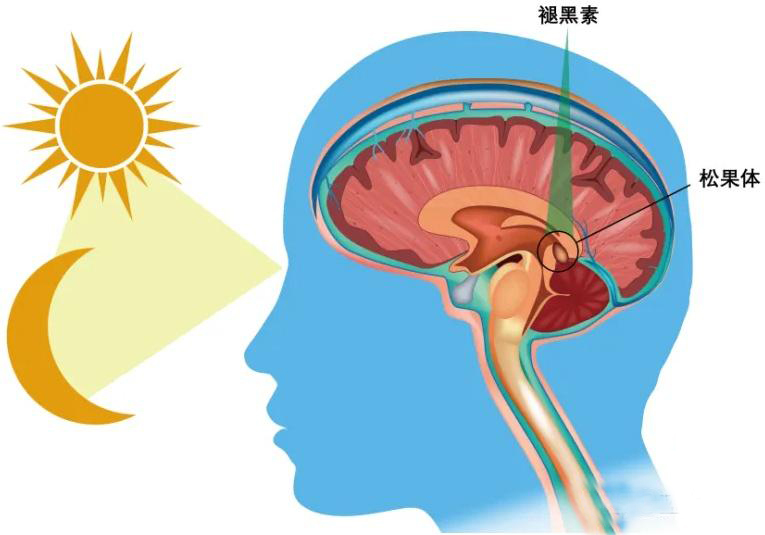 睡眠的作用.jpg