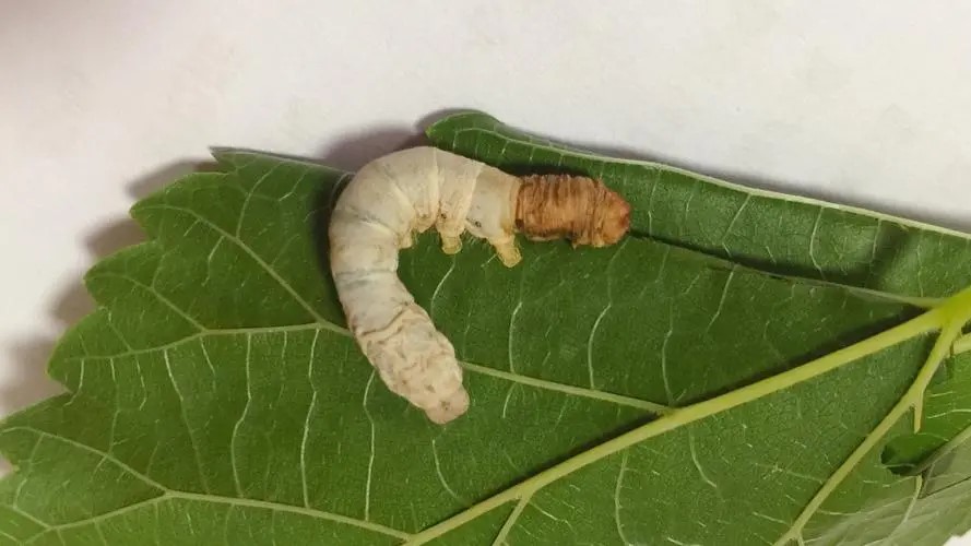 蜕皮1.jpg