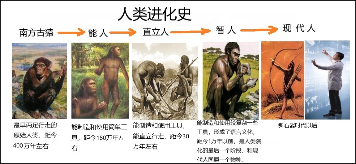 人类进化史.jpg