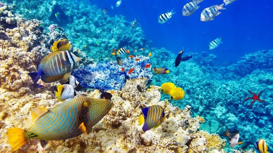 水生生物1.jpg