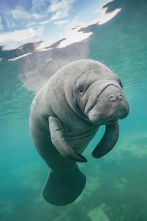 海牛.jpg