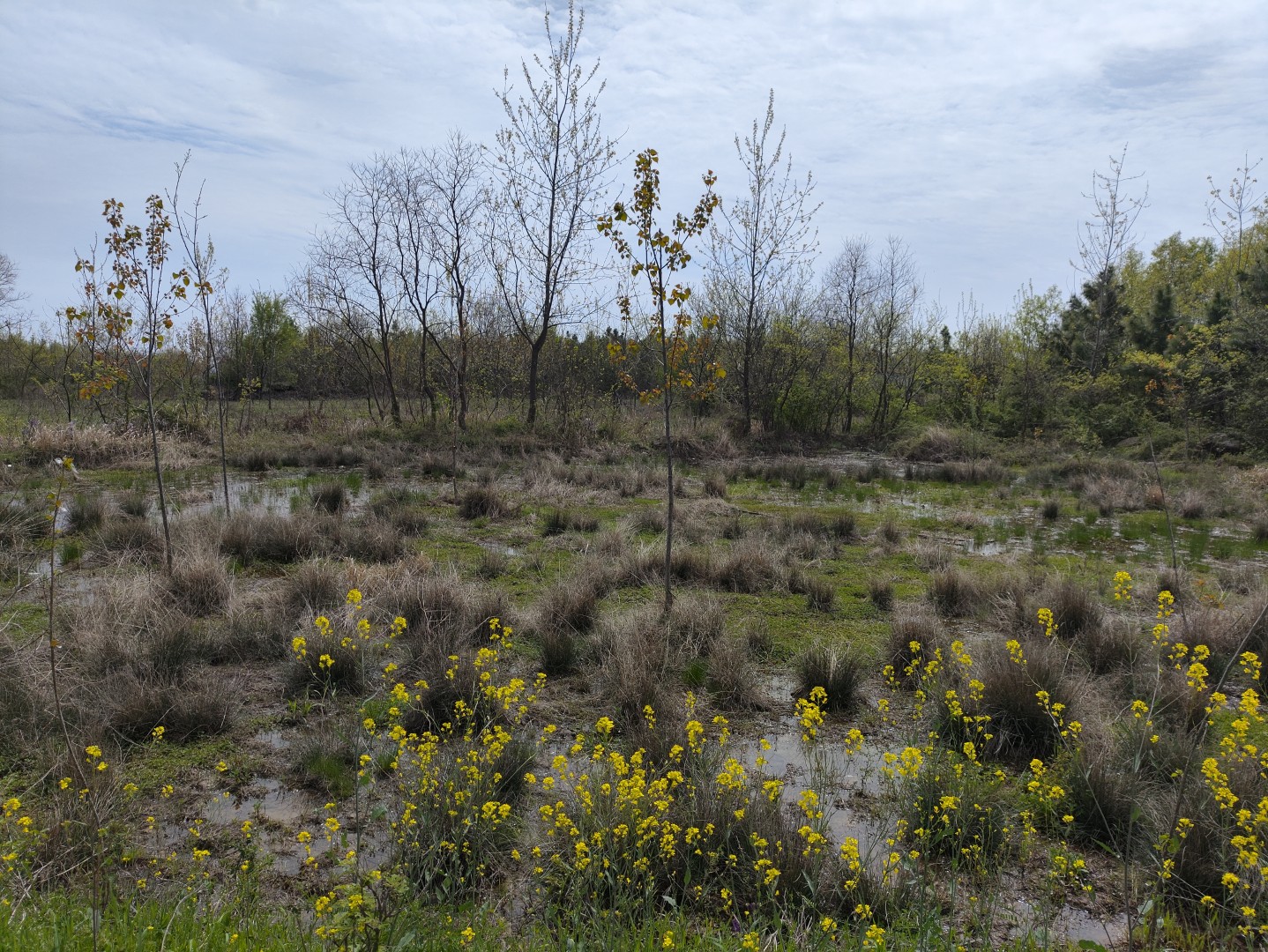 IMG_20240406_134453 (大).jpg