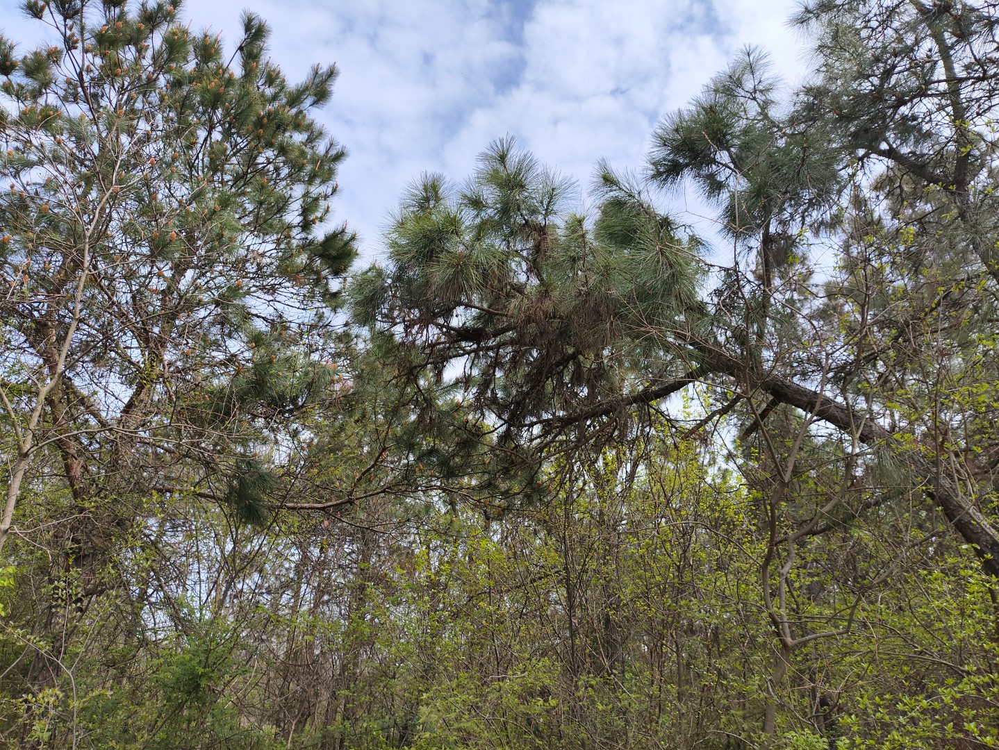 IMG_20240406_134135 (大).jpg