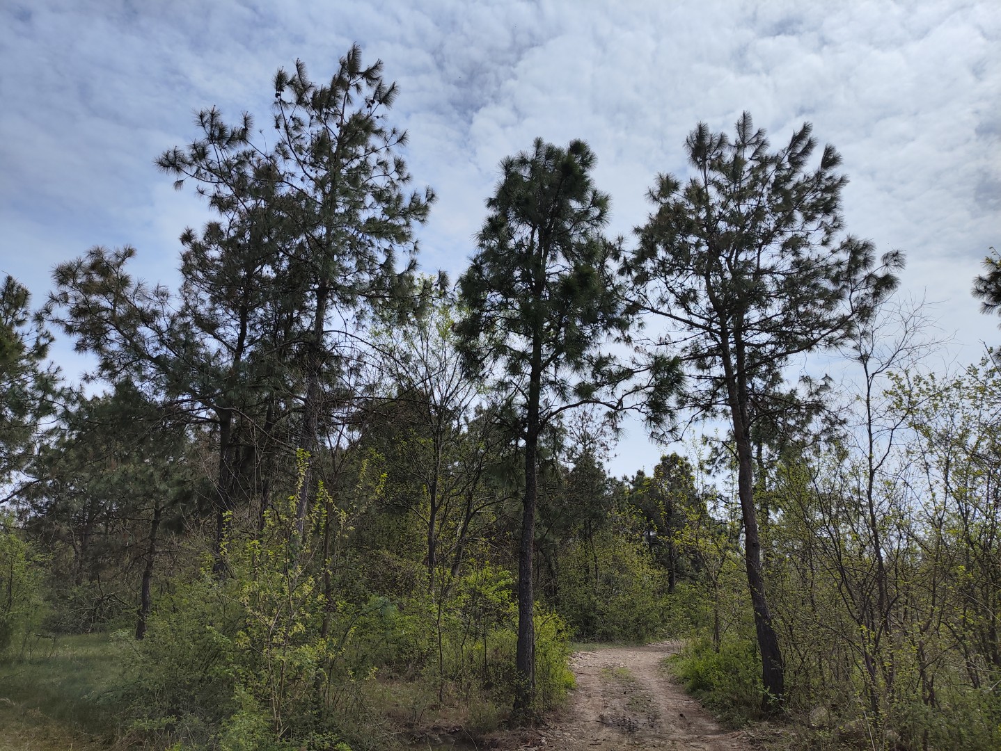 IMG_20240406_133905 (大).jpg