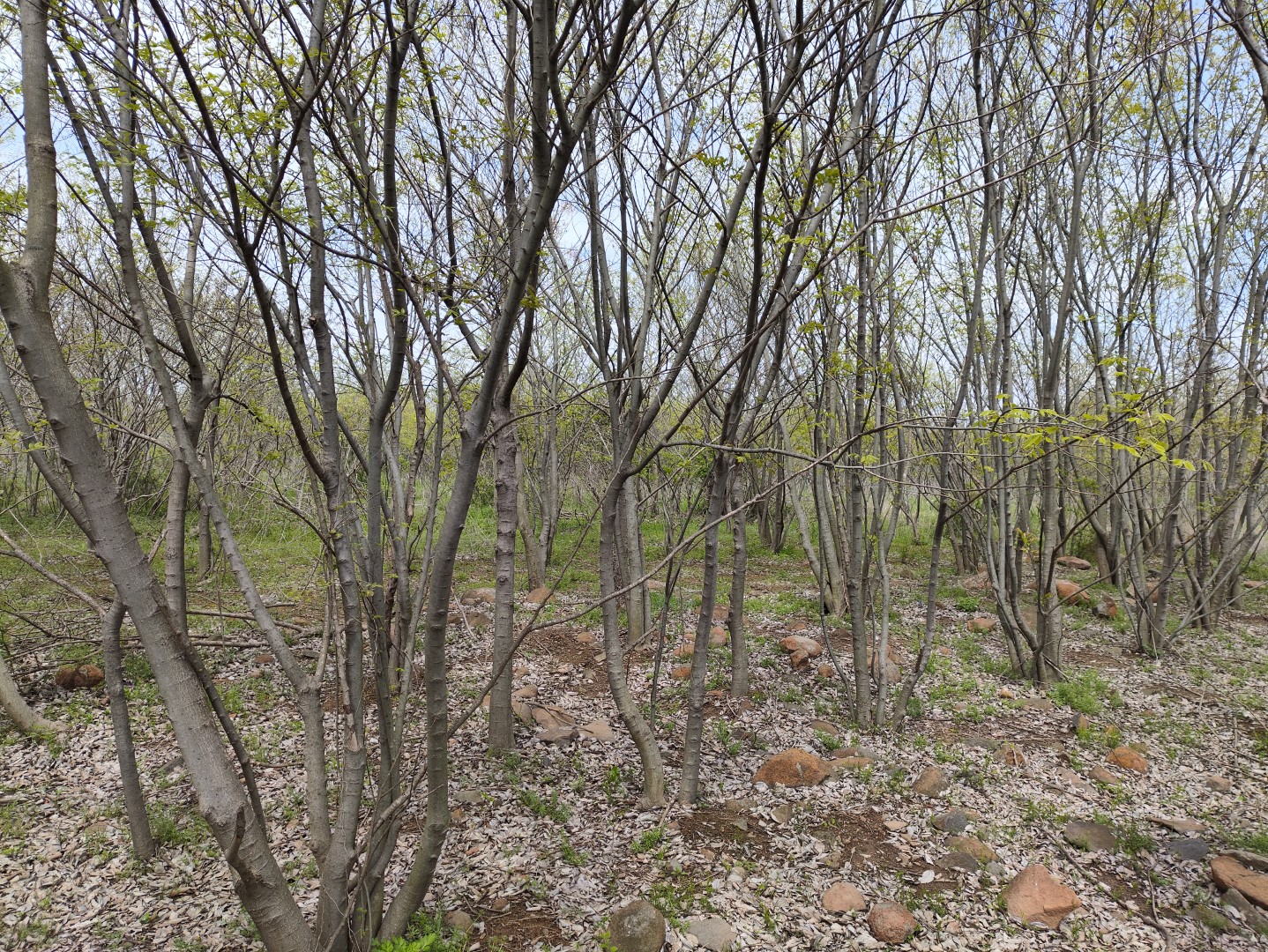 IMG_20240406_131648 (大).jpg