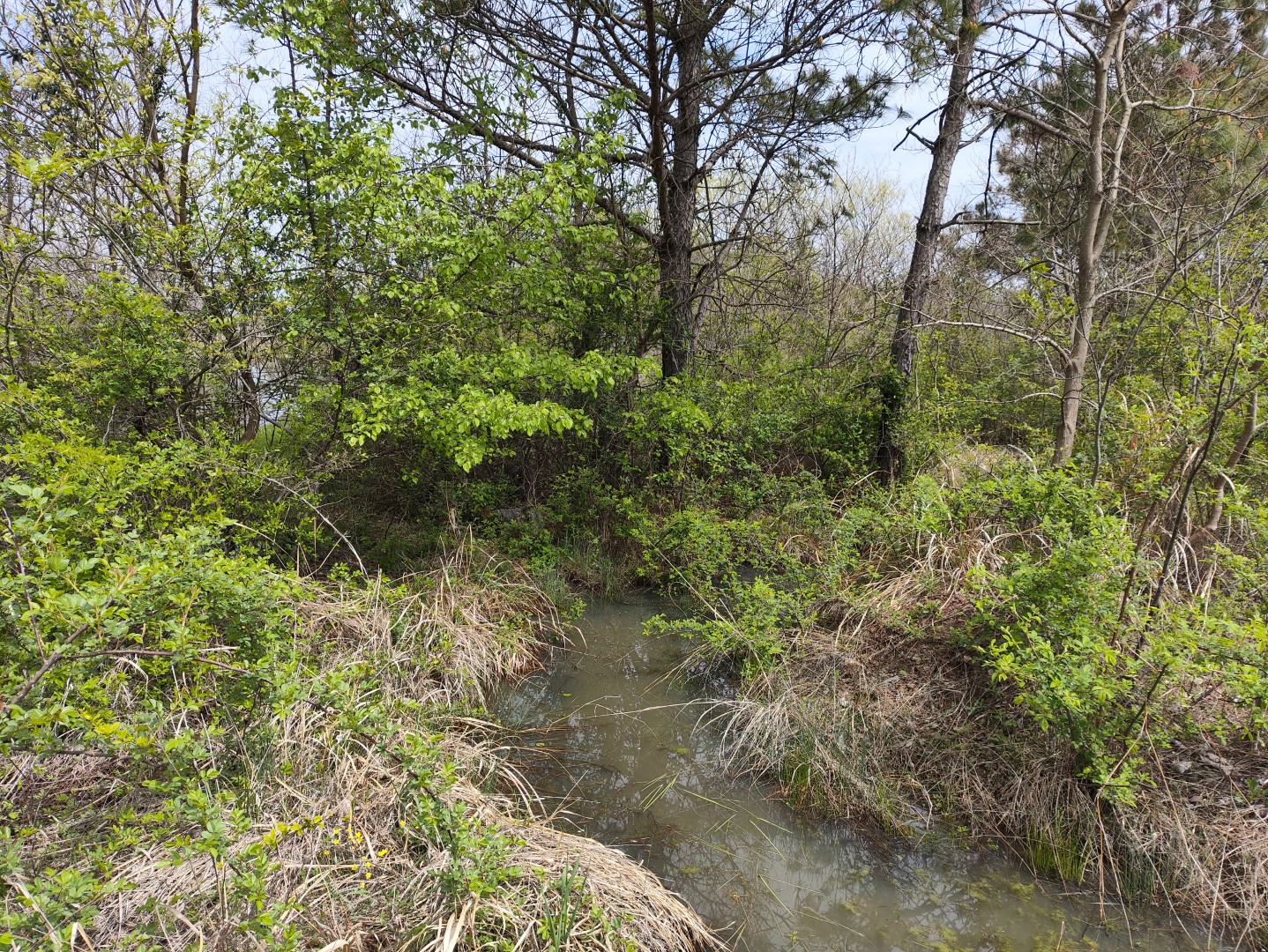 IMG_20240406_130820 (大).jpg