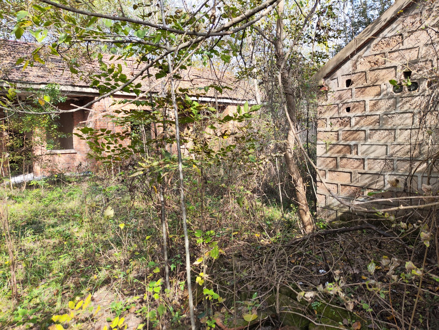 IMG_20251103_134414 (大).jpg