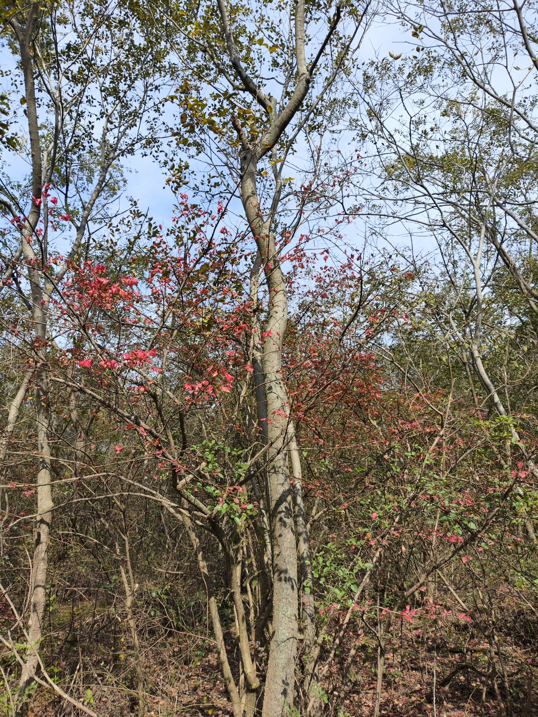 IMG_20251103_133354 (大).jpg