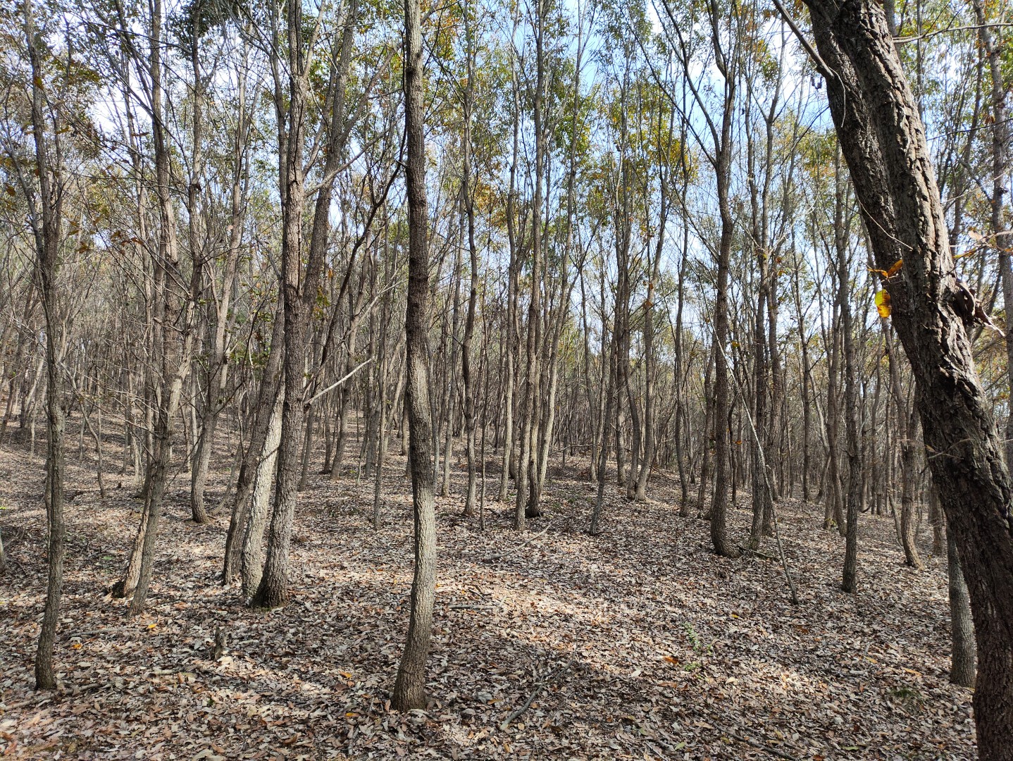 IMG_20251103_132331 (大).jpg