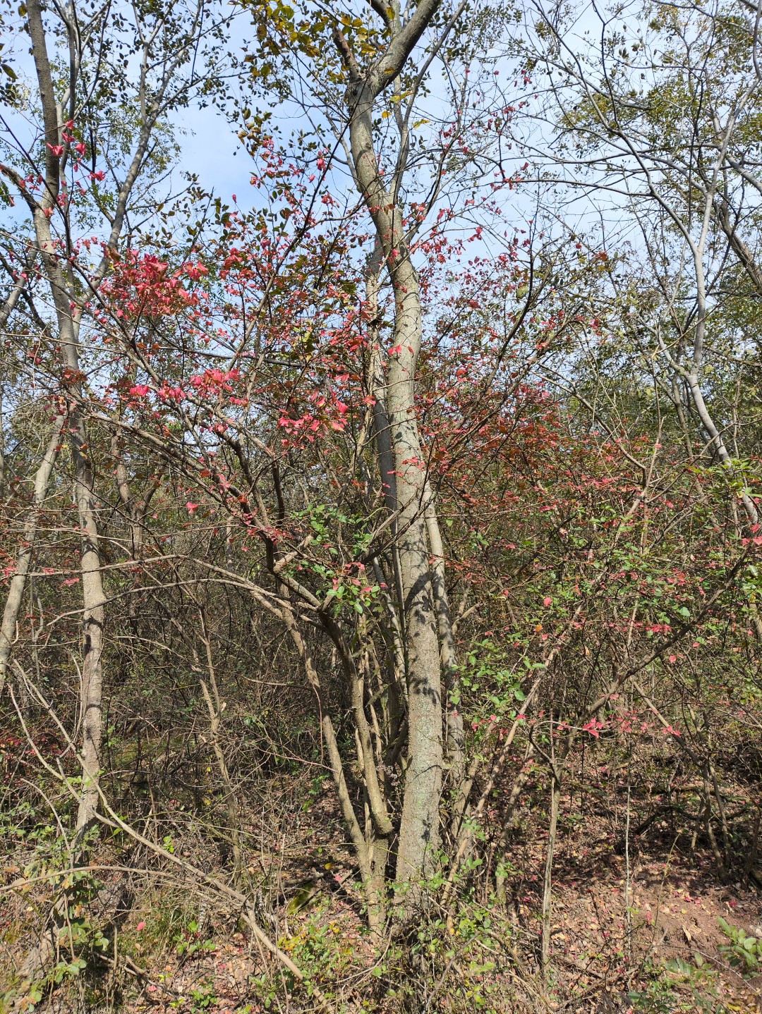 IMG_20251103_133351 (大).jpg