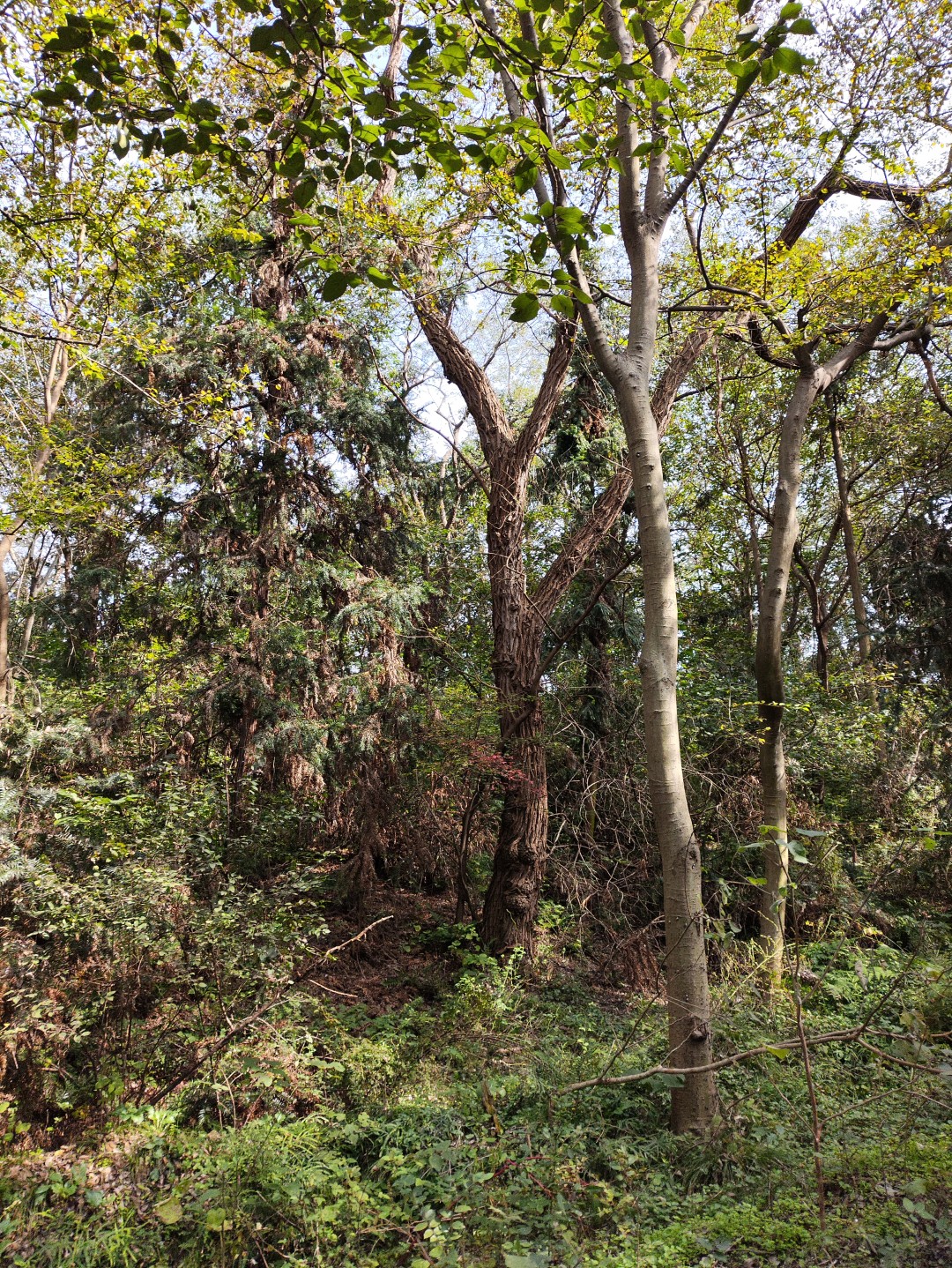 IMG_20251103_132128 (大).jpg