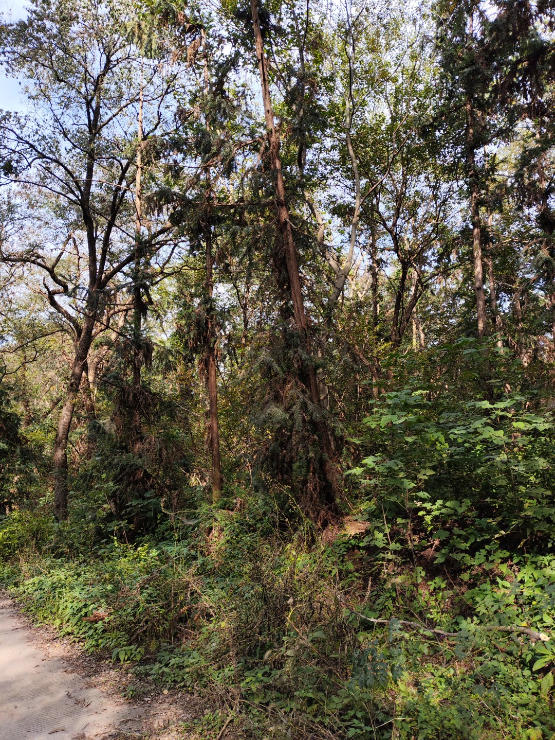 IMG_20251103_132114 (大).jpg