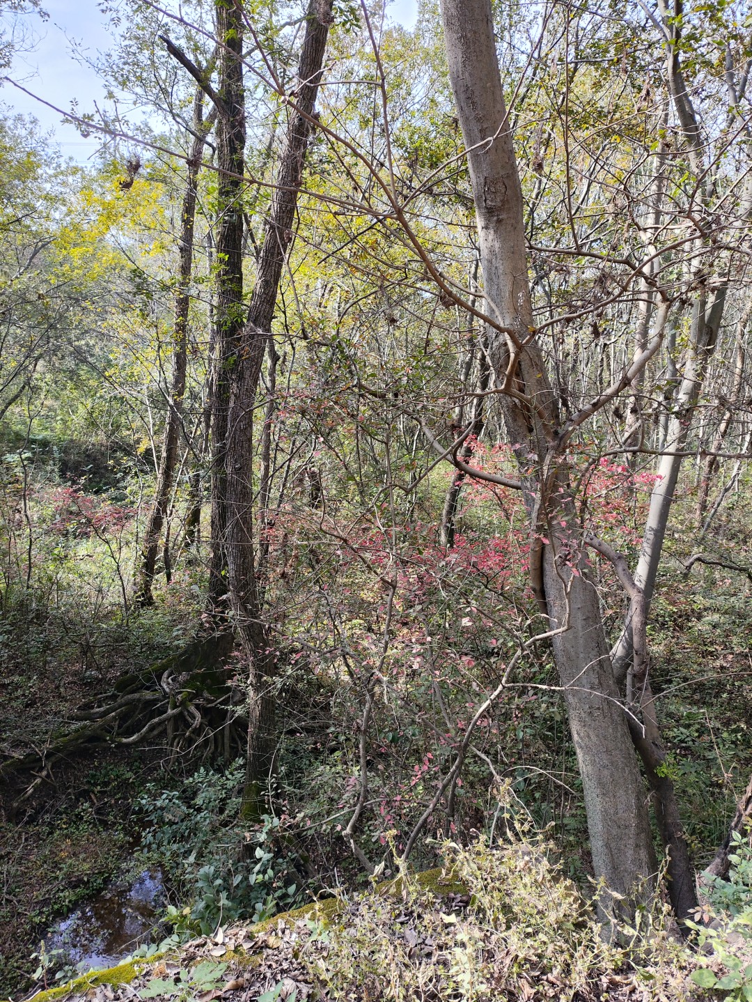 IMG_20251103_133635 (大).jpg