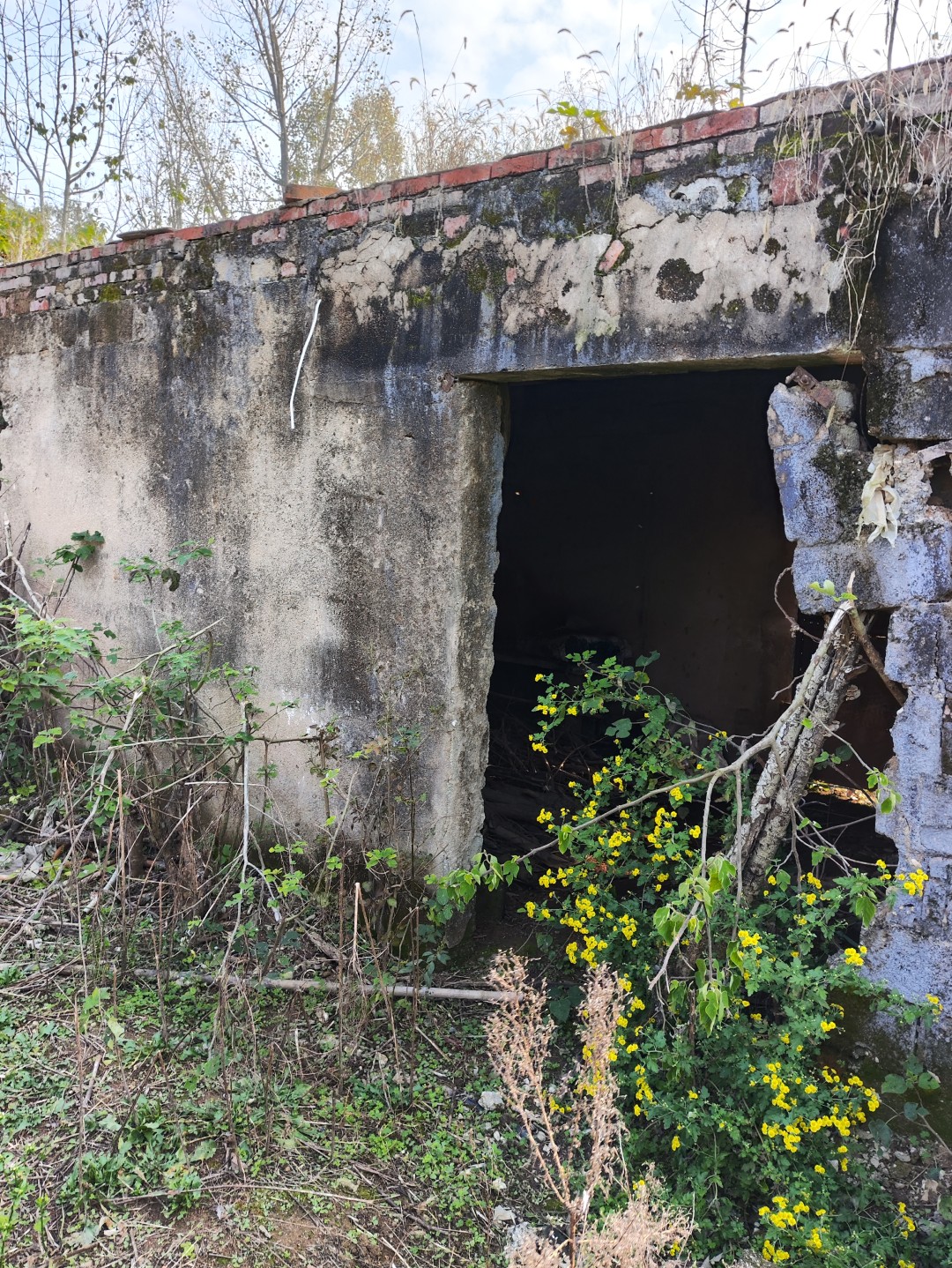 IMG_20251113_143530 (大).jpg