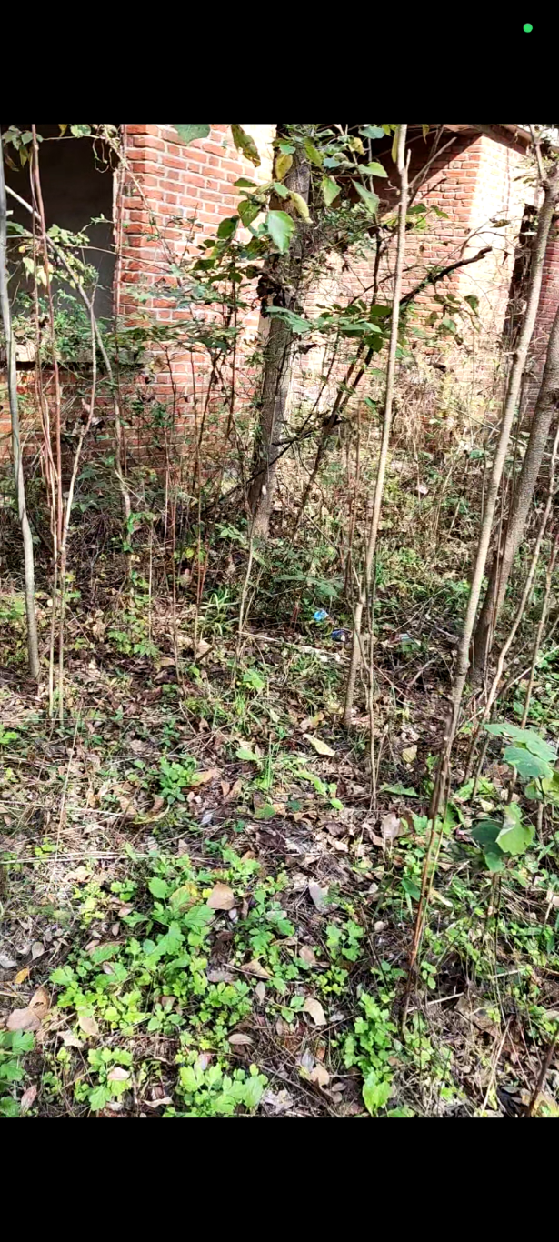 废宅白天[00_00_19][20260318-202916] (大) (中).png