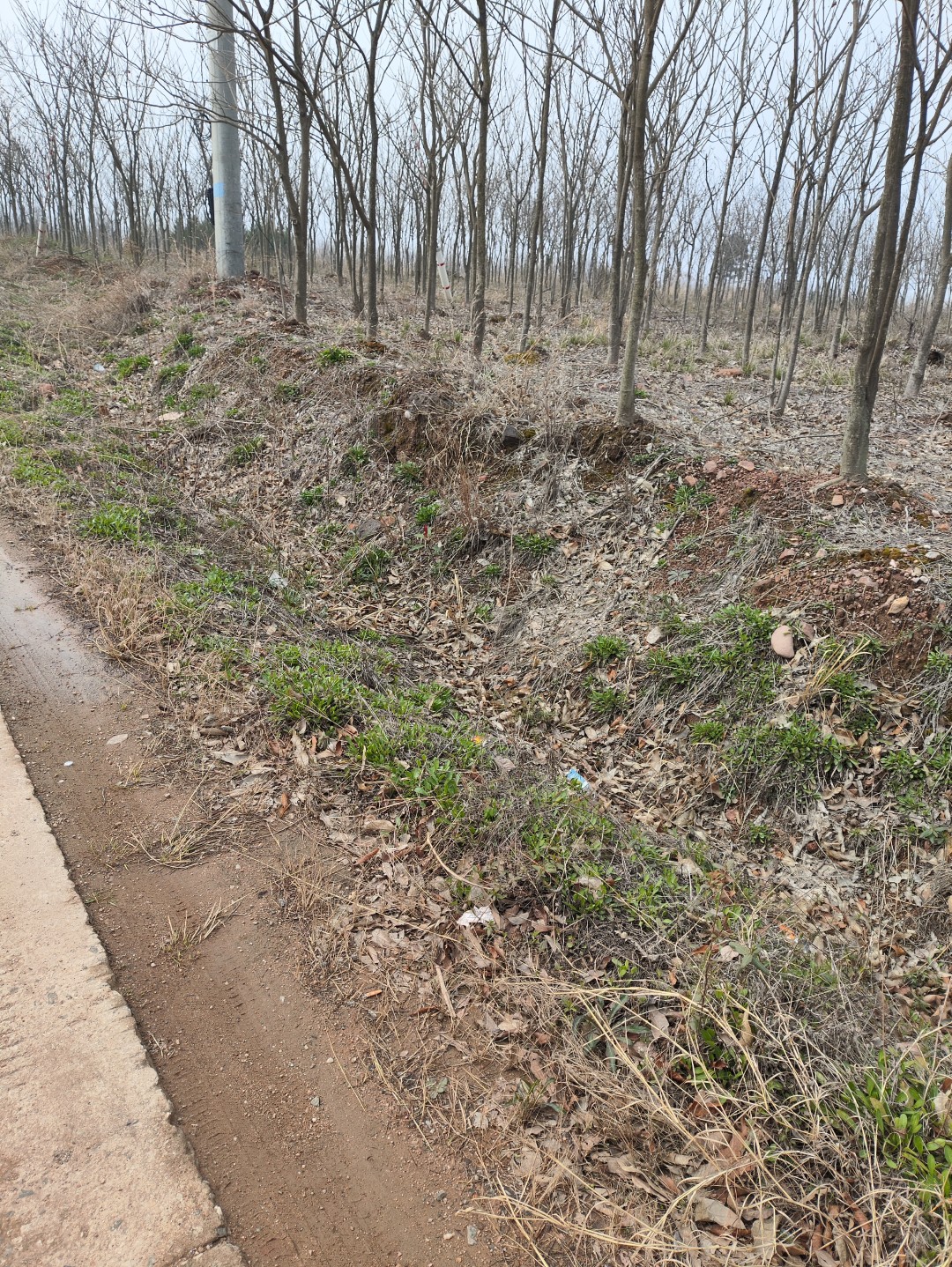 IMG_20260320_101531 (大).jpg