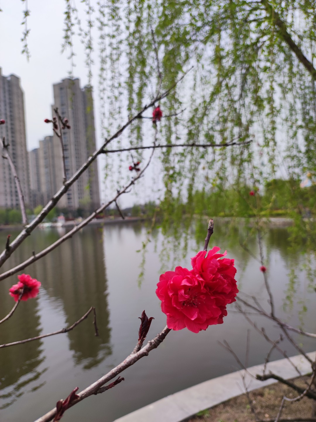 1775042283333664.jpg IMG_20230327_125140 (大).jpg