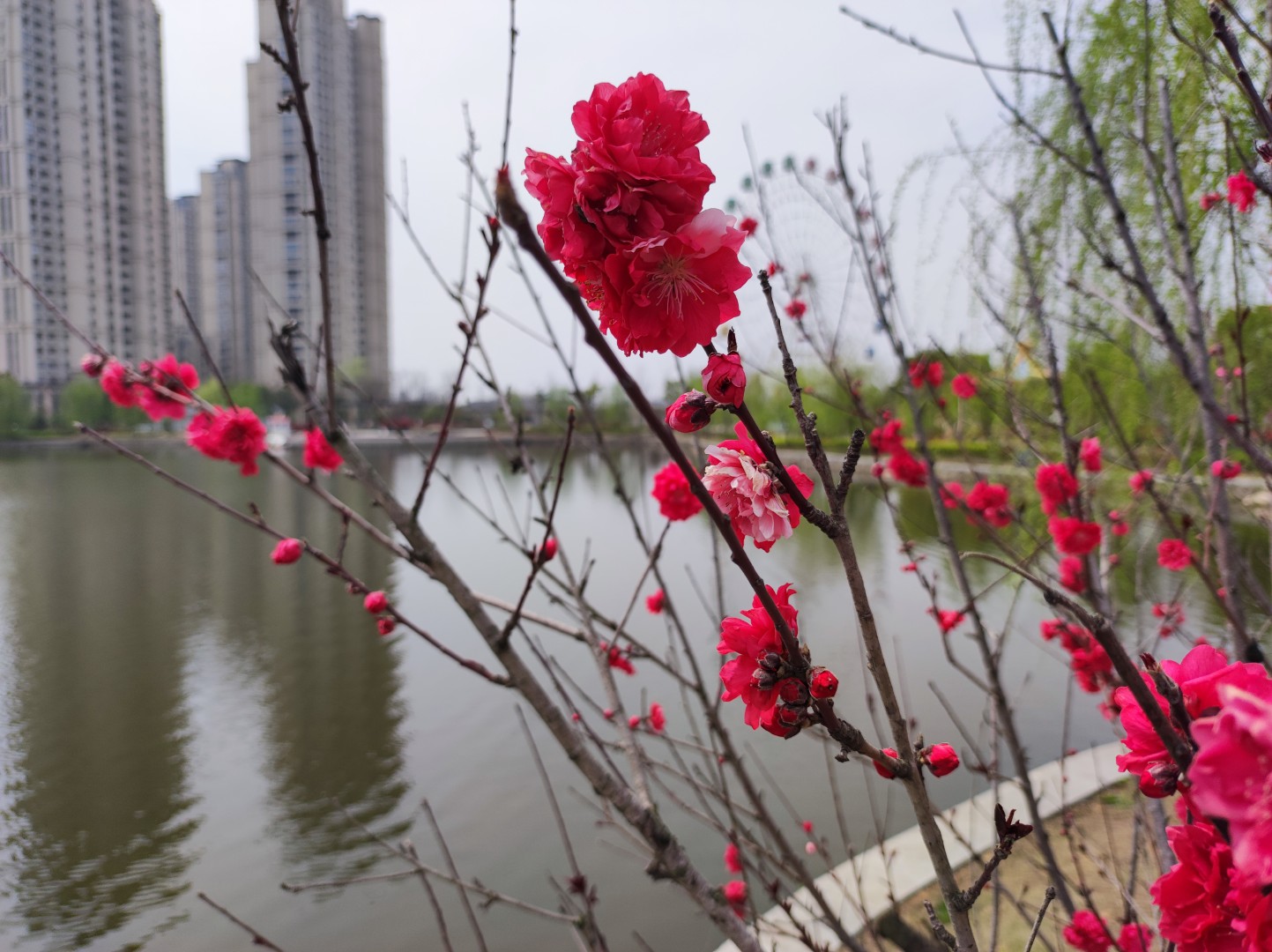 1775042283525025.jpg IMG_20230327_125102 (大).jpg