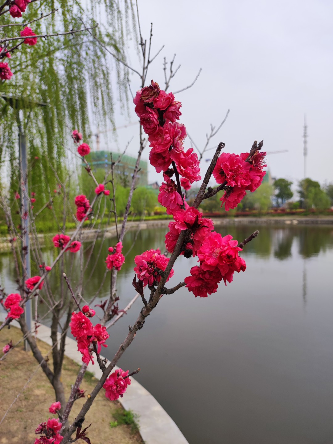 1775042284177296.jpg IMG_20230327_125028 (大).jpg